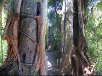 Albums/20060200-New Zealand 2006/20060205-Greymouth_Punakaiki/37